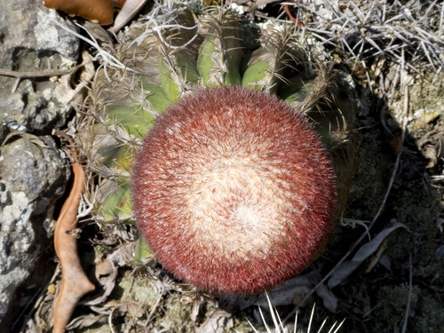 Melocactus andinus