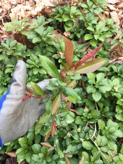 Photinia × fraseri