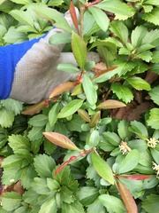 Photinia × fraseri