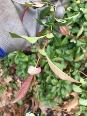Photinia × fraseri