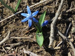 Scilla siberica