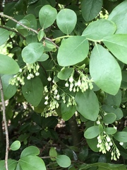 Vaccinium arboreum