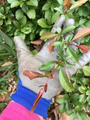 Photinia × fraseri