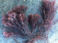 Melanthalia abscissa