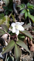 Anemonoides trifolia