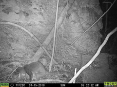 Sulawesi Palm Civet photo 1