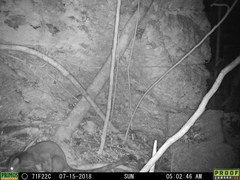 Sulawesi Palm Civet photo 2