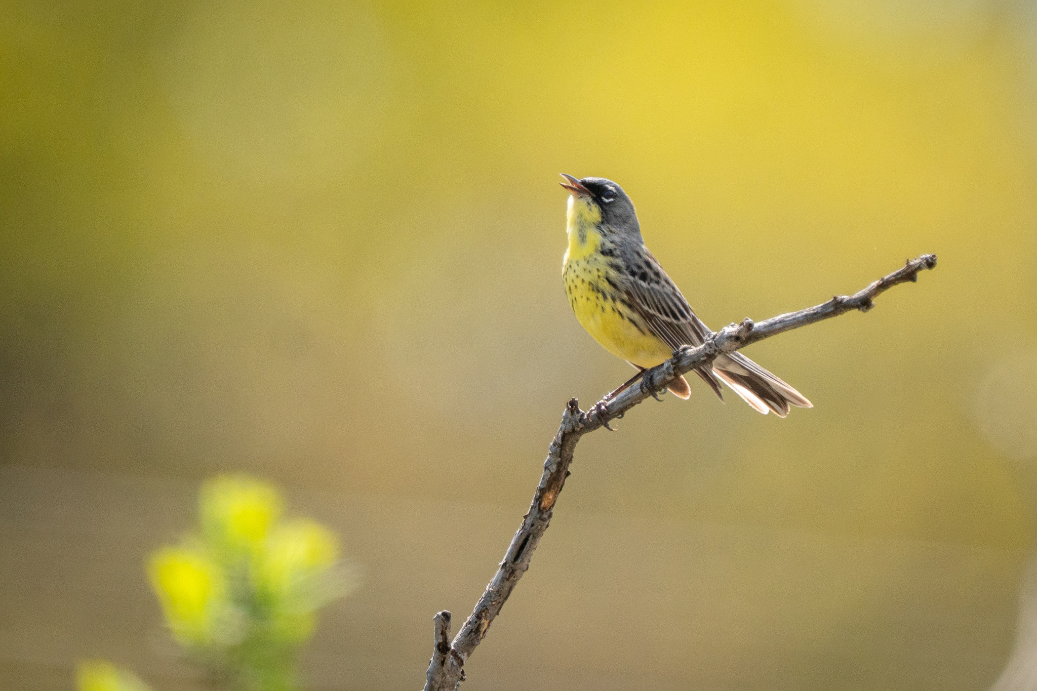 Kirtland's Warbler (Setophaga kirtlandii), photo 4