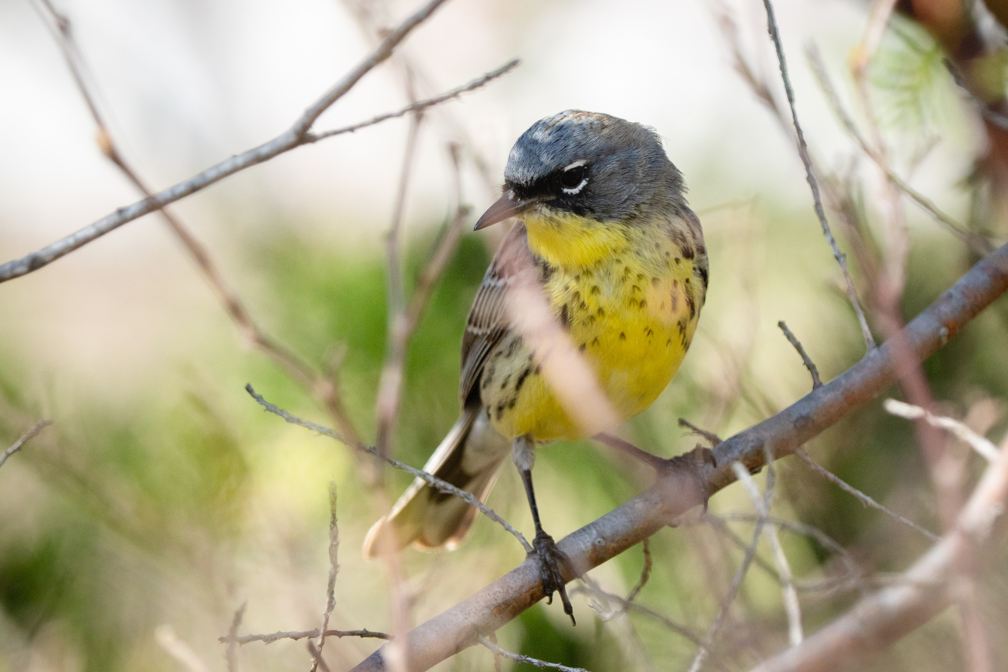 Kirtland's Warbler (Setophaga kirtlandii), photo 5