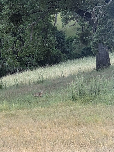 iNaturalist observation photo of Bobcat