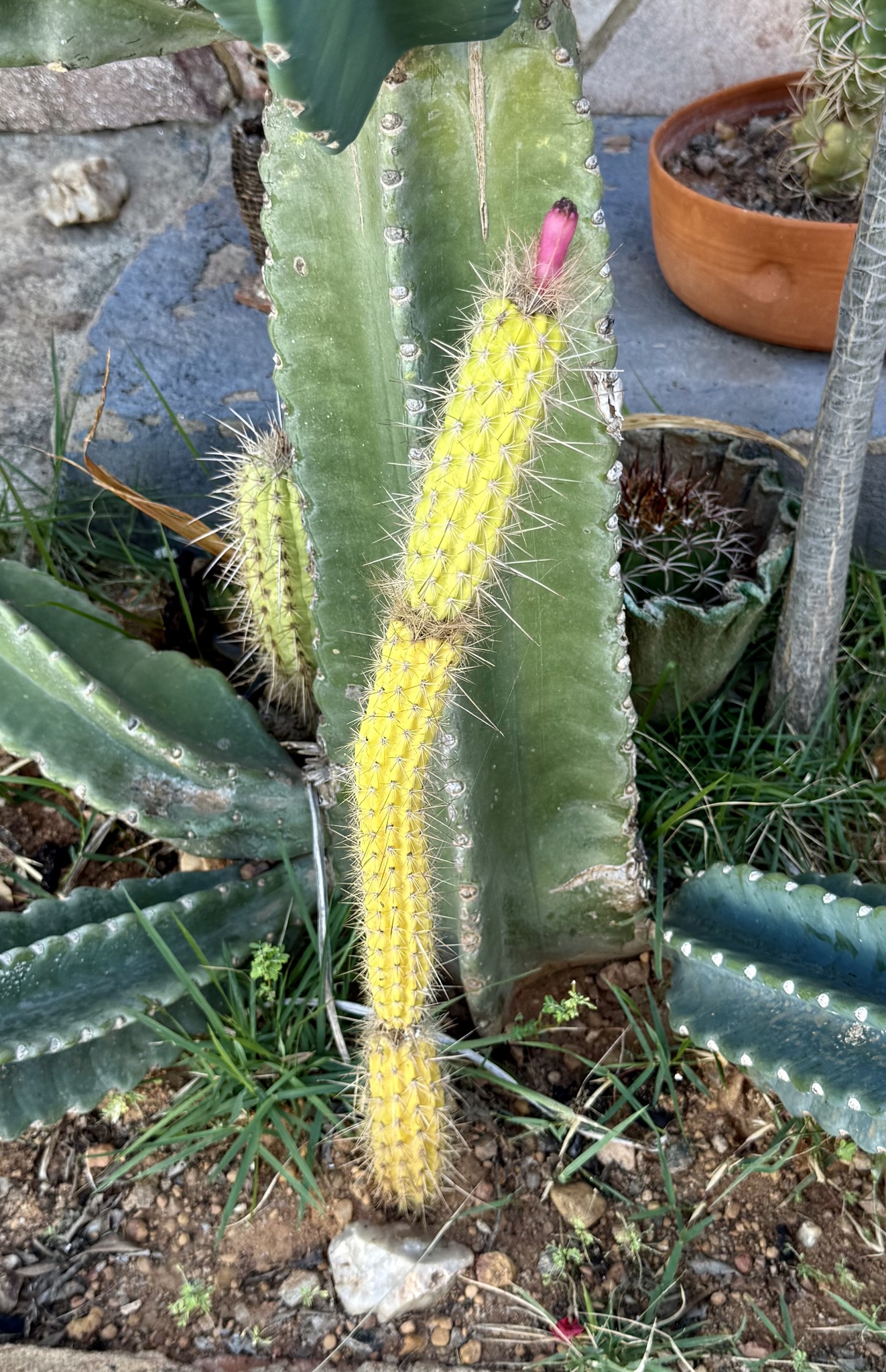 Arrojadoa rhodantha Britton & Rose 2