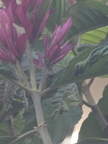 Brazilian red-cloak