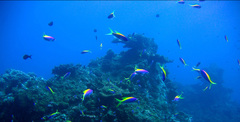 Mirolabrichthys evansi