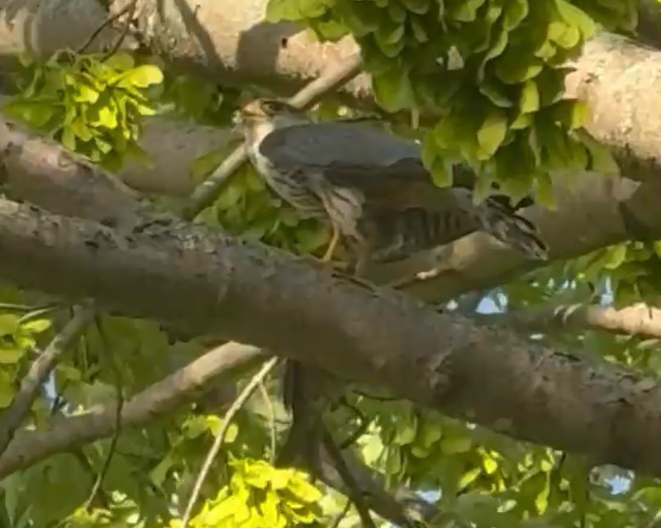 Merlin from 113th Ave N, Champlin, MN, US on May 15, 2026 at 07:14 PM ...