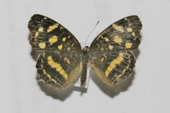 Anthanassa ptolyca