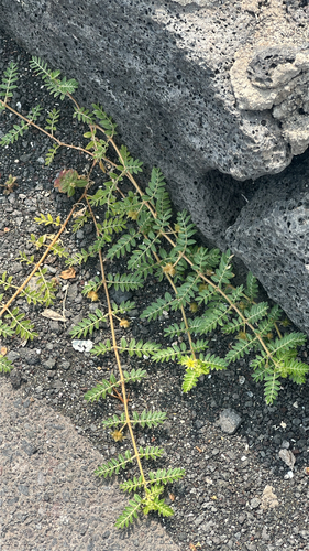 Tribulus terrestris observed 2026-05-15