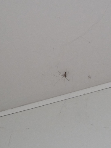iNaturalist observation photo of Long-bodied Cellar Spider