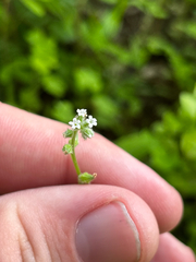 Myosotis macrosperma, photograph (c) Chris Stahl, some rights reserved (CC BY)