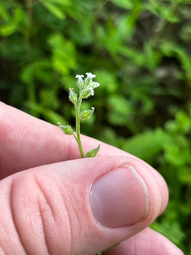 Myosotis macrosperma, photograph 6