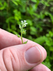 Myosotis macrosperma, photograph (c) Chris Stahl, some rights reserved (CC BY)