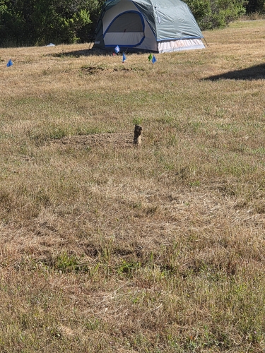 iNaturalist observation photo of California Ground Squirrel