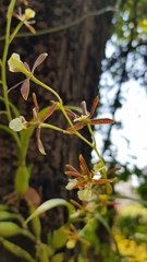 Prosthechea squalida