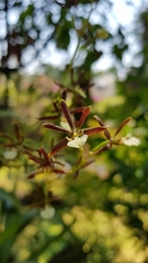 Prosthechea squalida