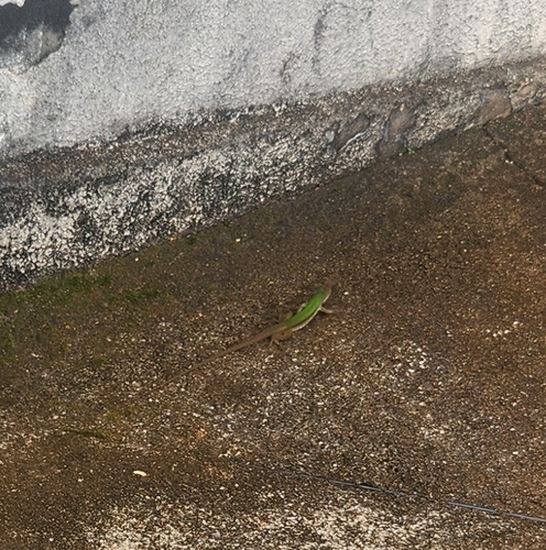 Giant Ameiva