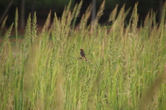 Echinochloa pyramidalis