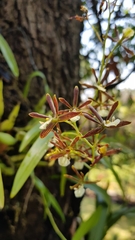 Prosthechea squalida
