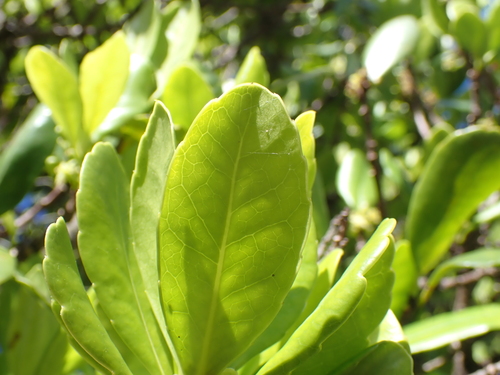 Elaeodendron laneanum, photograph 1