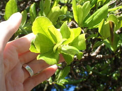 Elaeodendron laneanum, photograph author not stated, no rights reserved