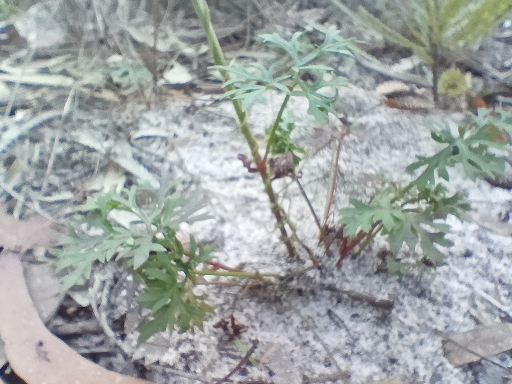 Trachymene incisa; photograph (c) Carl Ramirez, some rights reserved (CC BY)