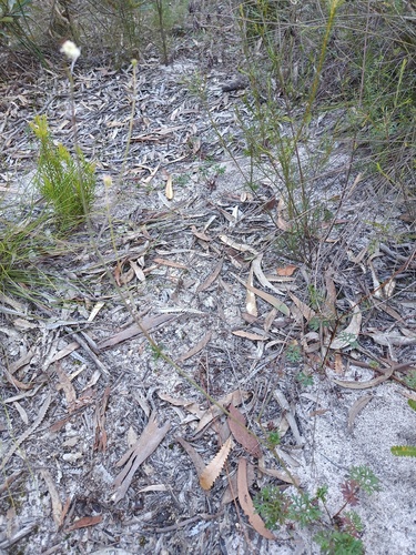 Trachymene incisa, photograph 4