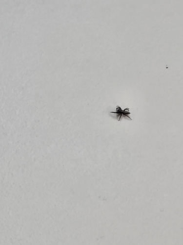 iNaturalist observation photo of Western Parson Spider