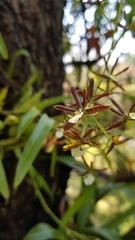 Prosthechea squalida