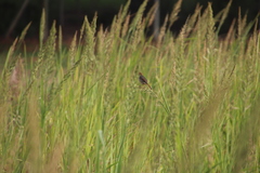 Echinochloa pyramidalis