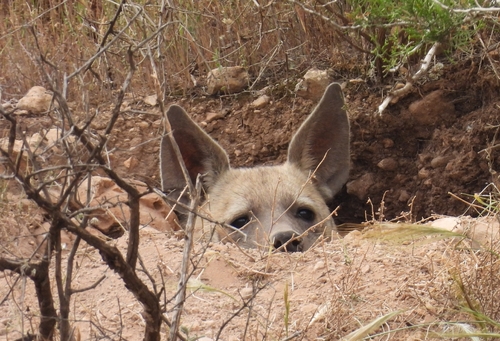 Barbary Hyaena