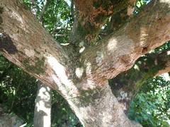 Elaeodendron laneanum, photograph author not stated, no rights reserved
