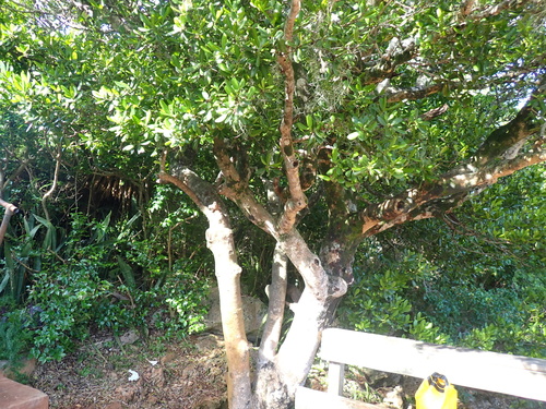Elaeodendron laneanum, photograph 4