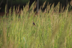 Echinochloa pyramidalis