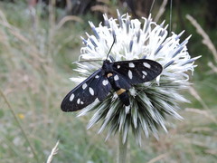 Amata ragazzii