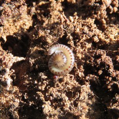 Cylindroiulus britannicus