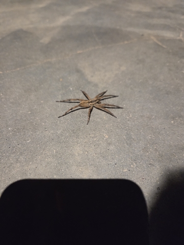 iNaturalist observation photo of Brush-legged Spiders