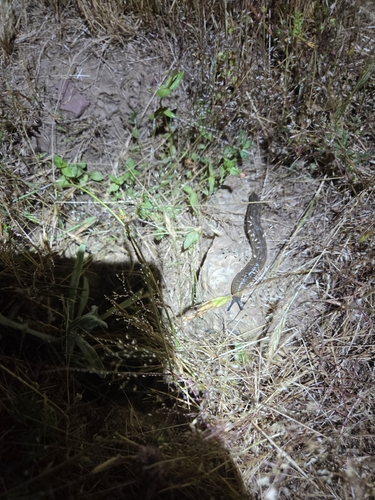 iNaturalist observation photo of Yellow Cellar Slug