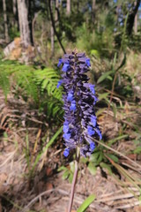 Salvia mocinoi