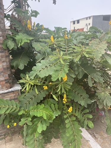 Candelabra Bush