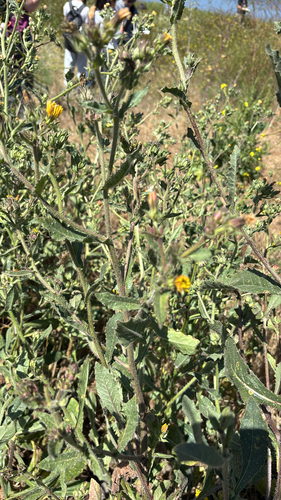 iNaturalist observation photo of bristly oxtongue