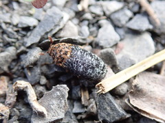 Dermestes undulatus