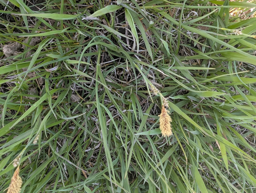 Carex meadii; photograph (c) Jeff Hansen, some rights reserved (CC BY)